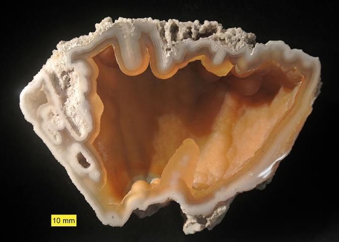 Figure 13. Agatized coral.