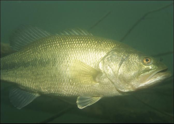 Figure 5. Florida largemouth bass.