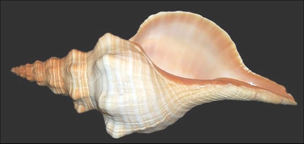 Figure 7. Horse conch.
