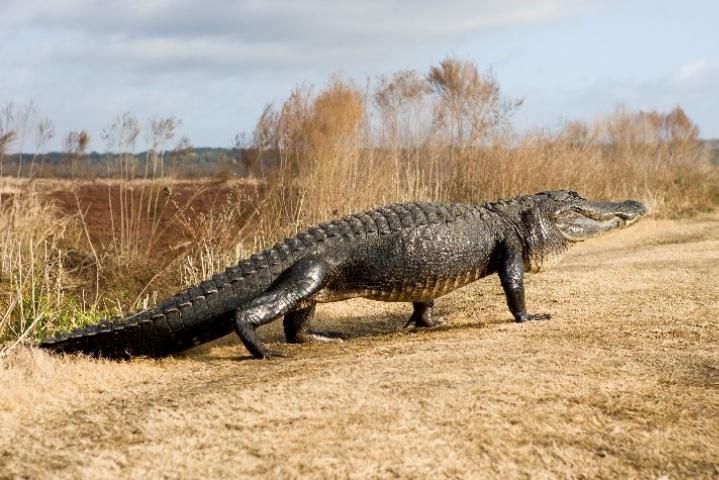 Figure 6. American alligator.