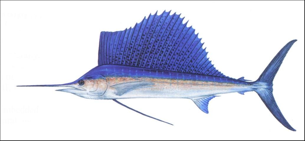 Figure 4. Sailfish.