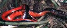Figure 8. South Florida Swamp Snake Seminatrix pygaea cyclas
