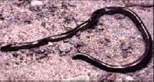 Figure 3. Brahminy Blind Snake Ramphotyphlops braminus