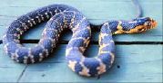 Figure 7. Juvenile Florida Water Snake Nerodia fasciata pictiventris