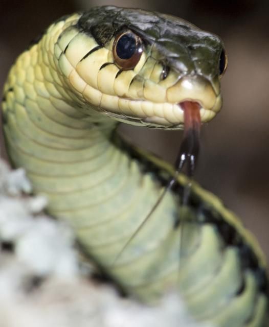 Figure 10. Eastern Garter Snake Thamnophis sirtalis sirtalis