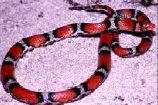 Figure 29. Florida Scarlet Snake Cemophora coccinea coccinea