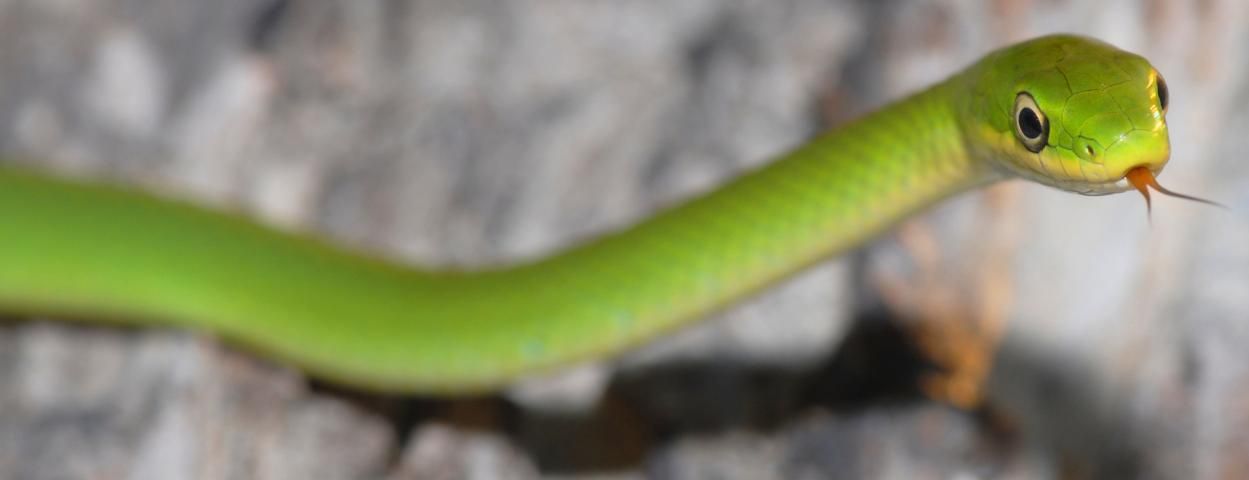 Figure 19. Rough Green Snake Opheodrys aestivus