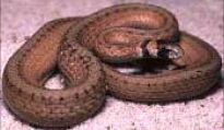 Figure 9. Florida Brown Snake Storeria dekayi victa