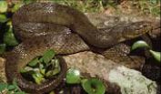 Figure 4. Florida Green Water Snake Nerodia floridana