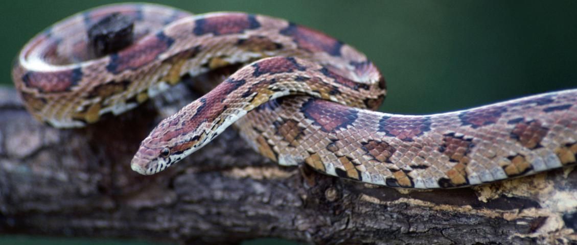 Figure 23. Corn Snake Elaphe guttata guttata