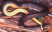 Figure 14. Southern Ringneck Snake Diadophis punctatus punctatus