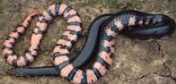 Figure 15. Eastern Mud Snake Farancia abacura abacura