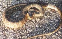 Figure 6. Florida Water Snake Nerodia fasciata pictiventris