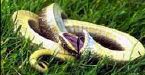 Figure 13. Eastern Hognose Snake Heterodon platirhinos. Death-feigning act.