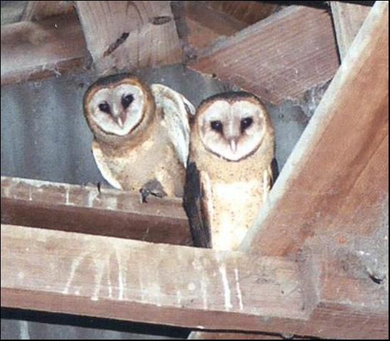 Figure 4. Two young barn owls from the same brood at 8–9 weeks old.