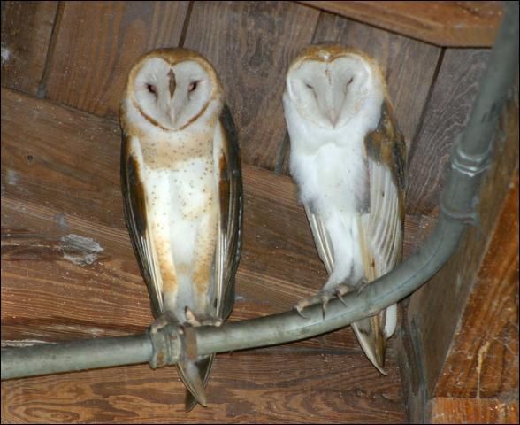 Figure 1. Female (left) and male (right) barn owls.