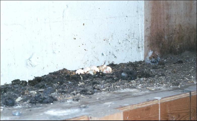Figure 2. Barn owl nest on the floor of an abandoned building.