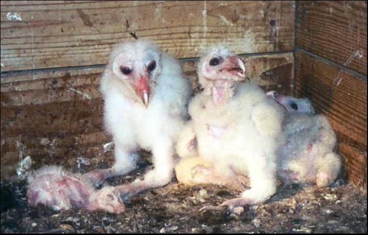 Figure 3. Barn owl chicks. Oldest chick (left center) is 14 days old and the youngest (extreme left, lying down) is 4 days old. There also is an egg in the center that has not hatched yet. All of these chicks successfully fledged from the nest (left the nest).