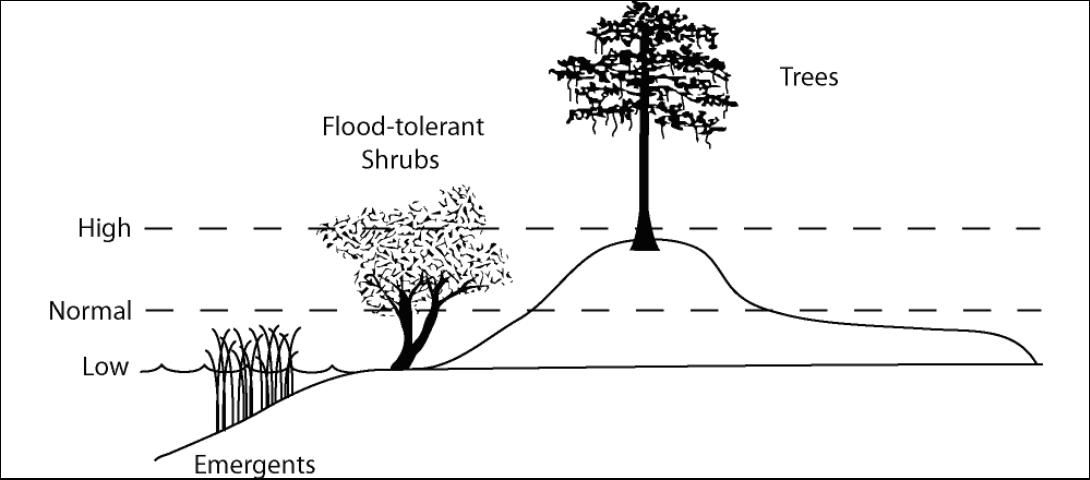 Figure 2. Diagram of created nest island for waterbirds illustrating examples of various annual water levels and vegetation tolerant of the different inundation levels.
