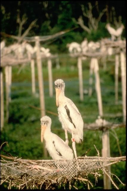 Figure 3. Artificial nest structures constructed from wood posts and wire mesh being used by wood stork nestlings at Harris Neck National Wildlife Refuge in McIntosh County, Georgia.