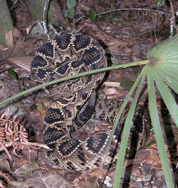 Figure 1. It is important to get a snakebite victim away from the snake as quickly as possible. It is not necessary to identify the snake—trying to catch or kill the snake will likely result in someone else being bitten.