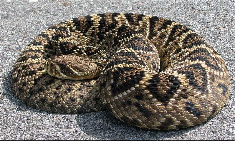 Figure 8. Eastern diamondback rattlesnake.