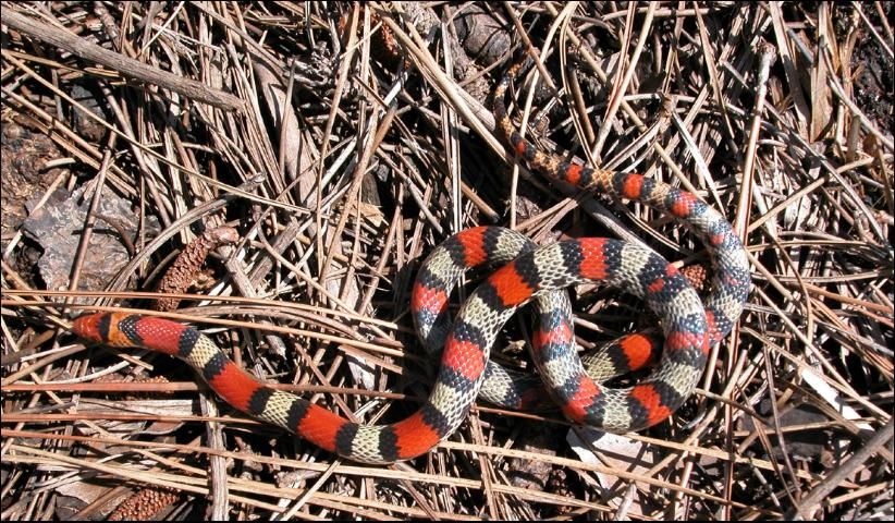 Figure 16. Scarlet snake (non-venomous).