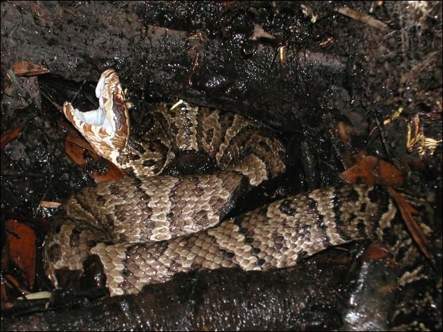 Adult cottonmouth on dark soil exhibiting mouth-gaping behavior.