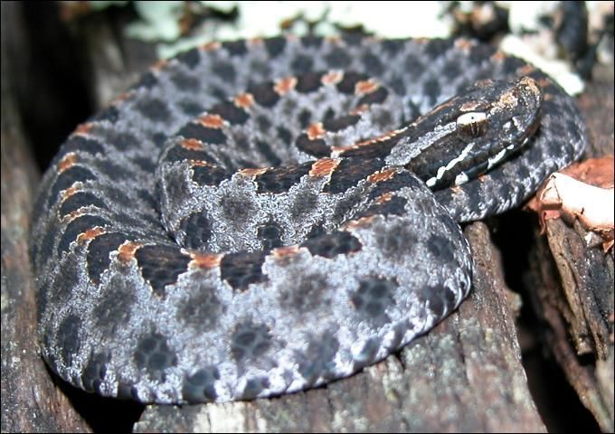 Pygmy rattlesnake coiled on a tree.