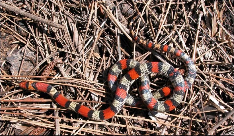 Scarlet snake on pine straw.