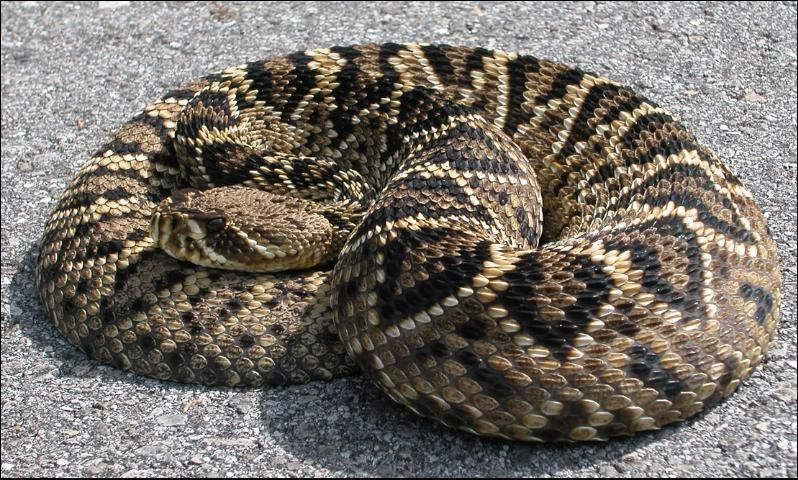 Eastern diamondback rattlesnake on hard surface.
