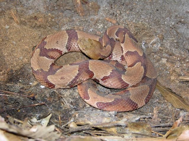 Copperhead snake coiled on sandy ground with sparse covering of light brown leaves in the foreground.