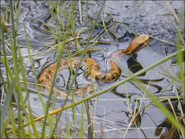 juvenile cottonmouth swimming in shallow water surrounded by tall grasses.