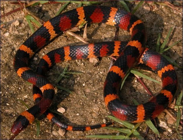Scarlet kingsnake on soil with some plant cover.