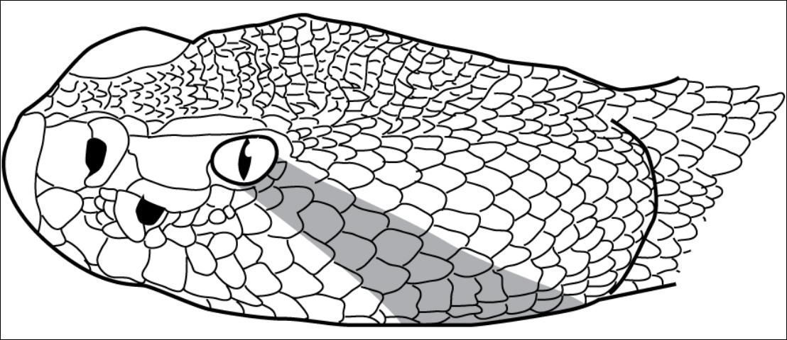 Line drawing of a pit viper head, showing scale pattern, eye, nostril, and heat-sensing pit.