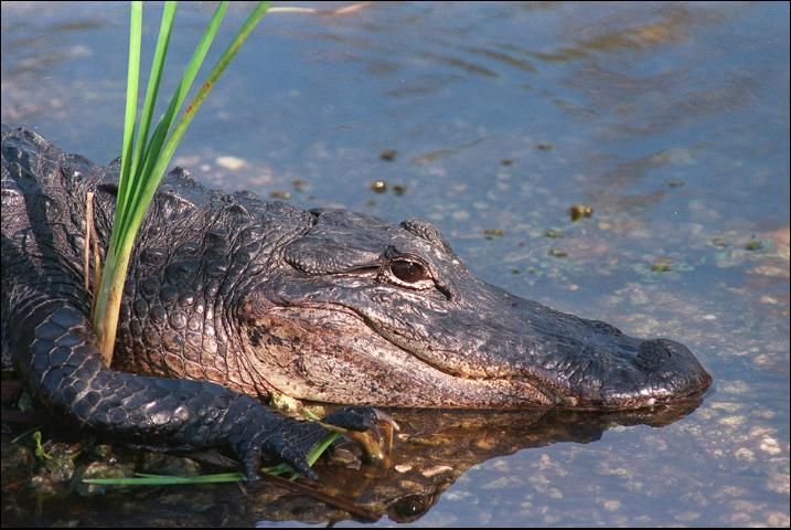 An American alligator.