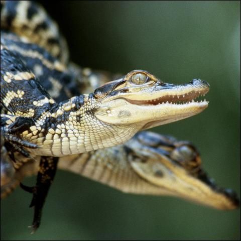 American alligator hatchlings (babies). The yellow striping is temporary camouflage for blending in with marsh grasses and rays of sunlight slanting through the grasses. Hatchlings emerge from their eggs in August and September in Florida, and often stay near the nest site for a couple of years. Hatchlings are usually 6-8 inches long.