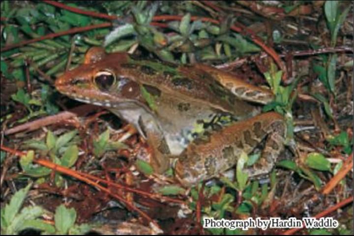 Figure 5. The southern leopard frog, Rana sphenocephala, a relatively large frog that frequents the shallow edges of grassy wetlands and flooded cypress forests in southern Florida. This is a species that will likely see a shift in the range during Everglades restoration.