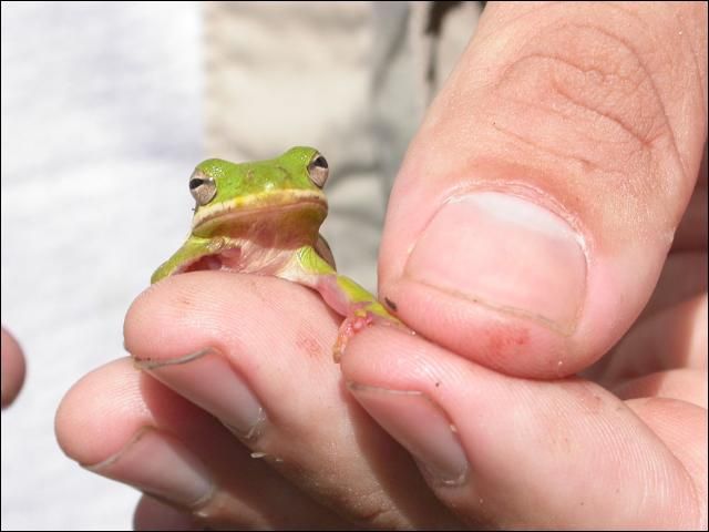 Figure 2. Green treefrog (Hyla cinerea) captured in the marsh in Big Cypress National Preserve.