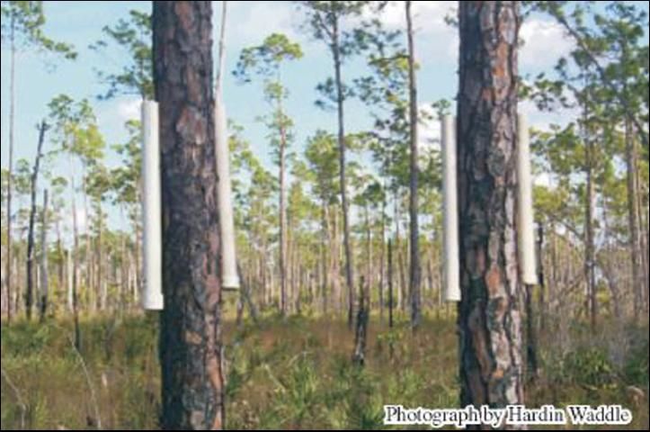 Figure 4. Polyvinyl chloride (PVC) pipes used as artificial refugia to capture treefrogs in a pine forest in Everglades National Park.