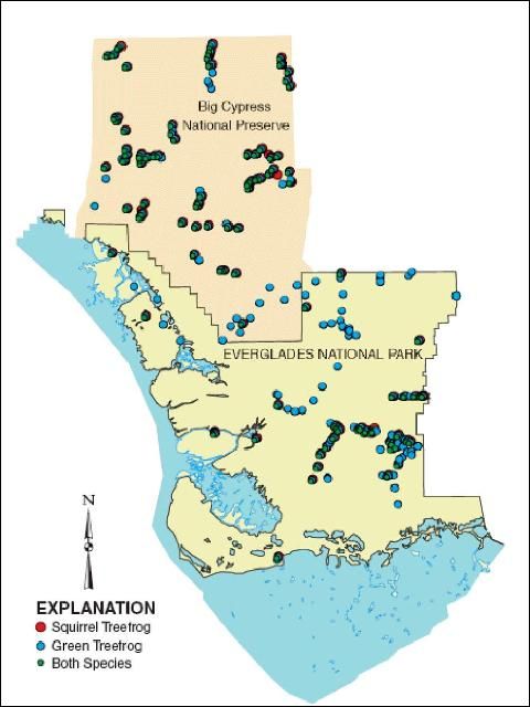 Figure 3. Location of green treefrogs (Hyla cinerea) and squirrel treefrogs (Hyla squirella) within Everglades National Park and Big Cypress National Preserve.