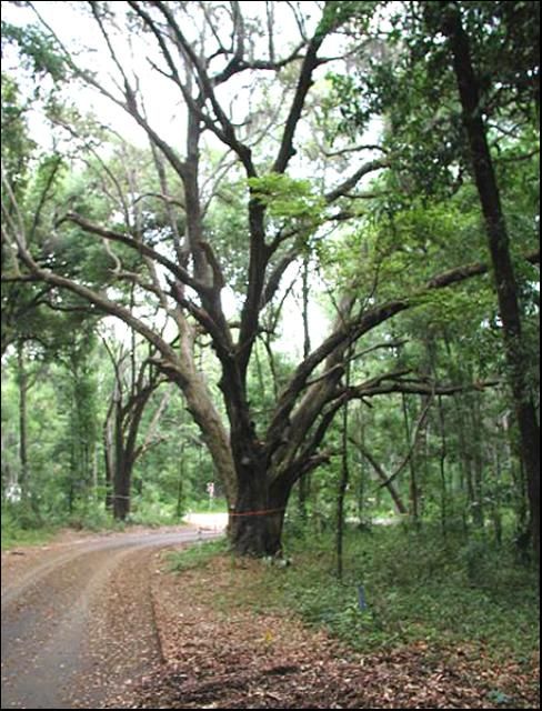 Figure 6. A tree marked for preservation in the community of Madra, Gainesville, FL. Note the road that goes around the tree.