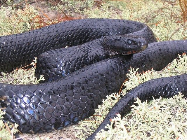 Figure 13. Eastern indigo snake showing maroon chin coloration.