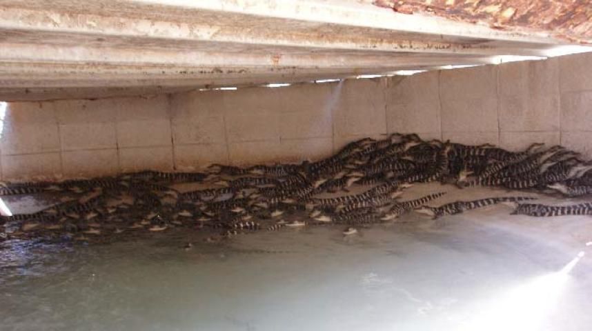 Figure 10. Hatchling alligators housed together in shallow ponds with smooth surface.