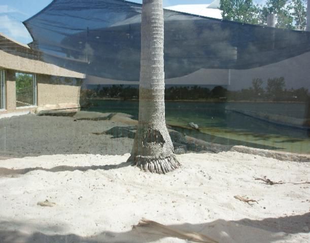 Figure 12. Simple enclosure with sand substrate, shade cloth, and all areas visible.