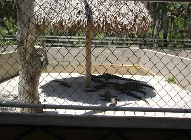 Figure 4. Crocodilian off-exhibit enclosure. Not open to the public.