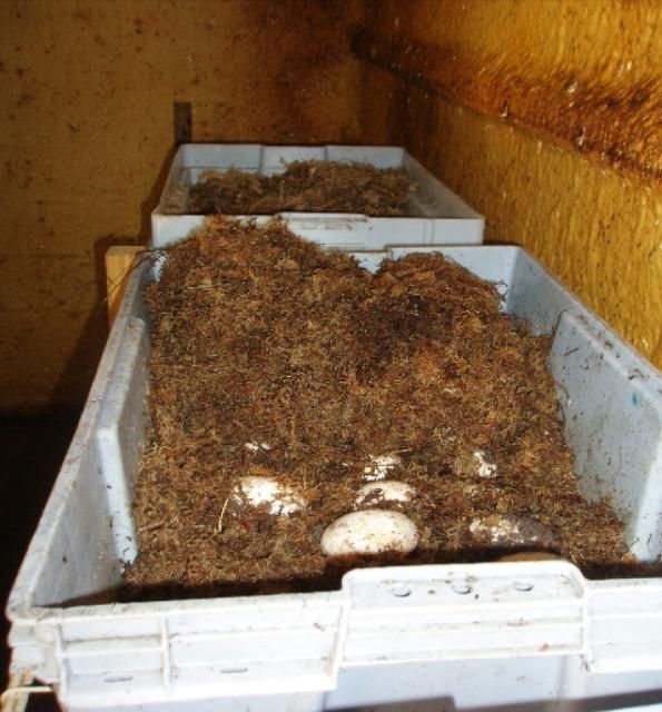 Figure 14. Eggs placed in moist, warm, artificially controlled incubation chamber.