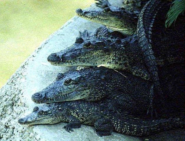 Figure 6. Morelets crocodiles (Crocodylus moreletti).