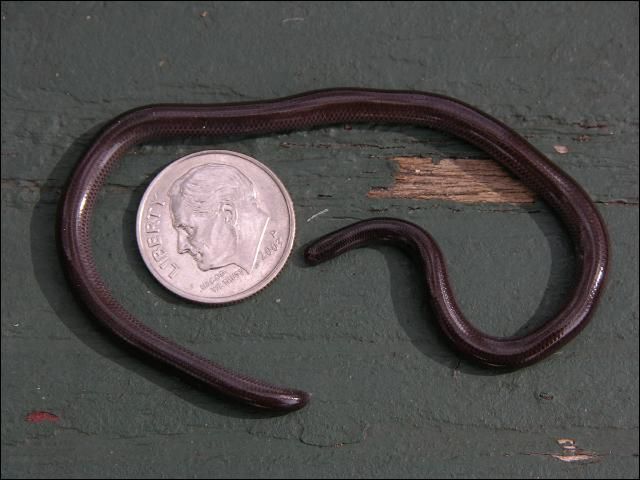 Figure 3. Adult flower pot snake or brahminy blind snake shown next to a dime for size comparison (adult).