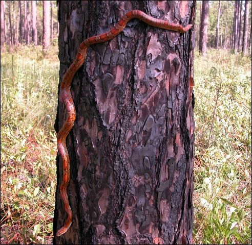 Figure 7. Red rat snake (adult), demonstrating its superior climbing skills.